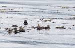 Alaska_457