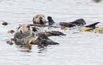 Alaska_460