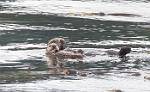 Alaska_463