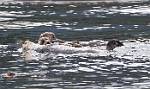 Alaska_464