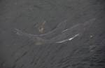 Alaska_466