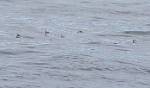Alaska_503