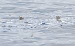 Alaska_505