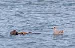 Alaska_513