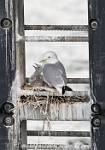 Alaska_514