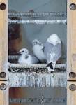 Alaska_515