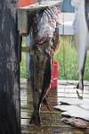 Alaska_522