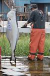 Alaska_523