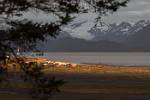 Alaska_533