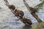 Alaska_549