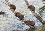 Alaska_550