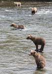 Alaska_563