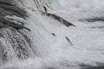 Alaska_567