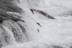 Alaska_568