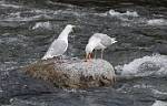 Alaska_587