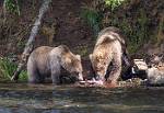 Alaska_596
