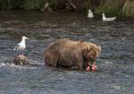 Alaska_603
