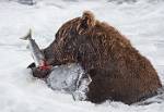 Alaska_626