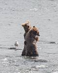 Alaska_654