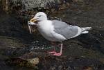 Alaska_670