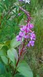 Alaska_681