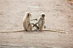 D19A5509