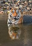 MaleTigerinwater