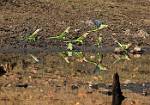 Parakeets