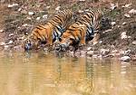 TigerCubsatWaterhole