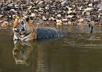Tigeratwaterhole