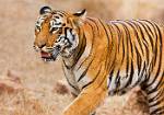 Tigress