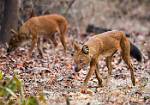 huntingdogsb
