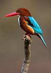 kingfisher