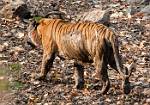 maletiger