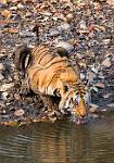maletigerdrinkingb
