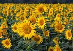 sunflowersa