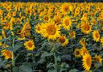 sunflowersb