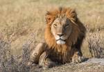 Bot_355