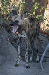 Bot_426