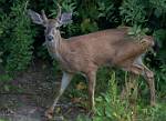 Oregon_006