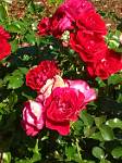 Oregon_046