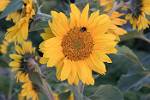 Oregon_108