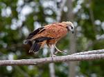 Peru_1100