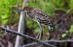 Peru_1156