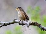 Peru_118