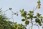 Peru_1190