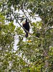 Peru_1196