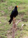 Peru_1197