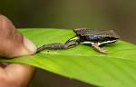 Peru_1262