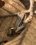 Peru_1263